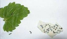 观察蚕的作文800字