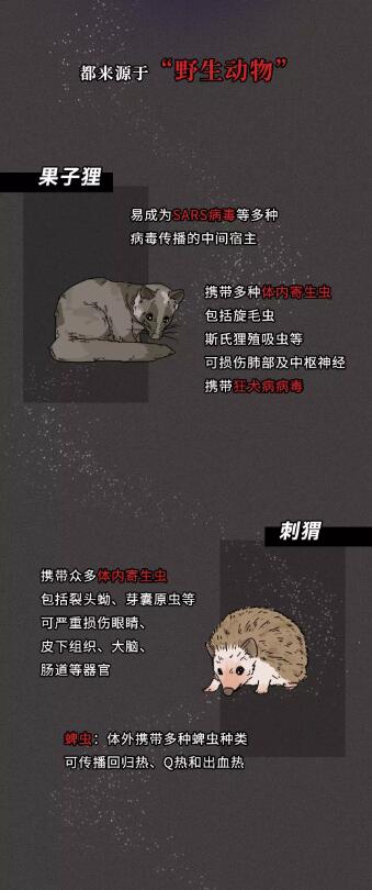 蝙蝠的叙述