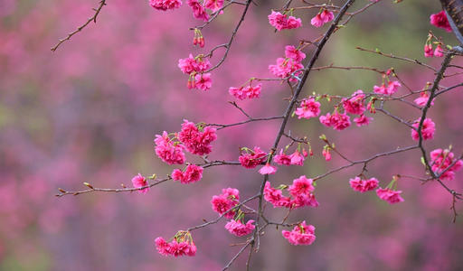 小雨在雨中休息，花开