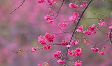 潇潇雨歇，花开烂漫