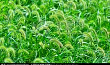 风雨中的狗尾草