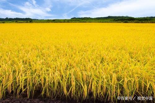 秋田构图300字