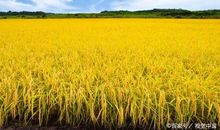 秋天的田野作文300字