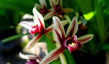 定格在花开的瞬间