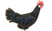 黑母鸡