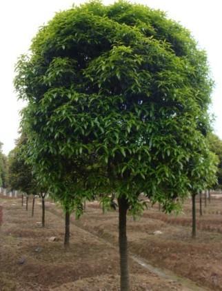 我家的桂花树