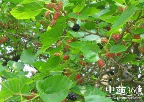 桑与风