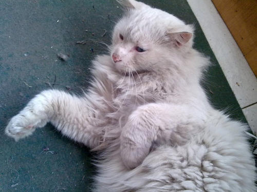 奶奶的小猫