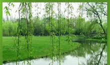 原来春天一直在我身边