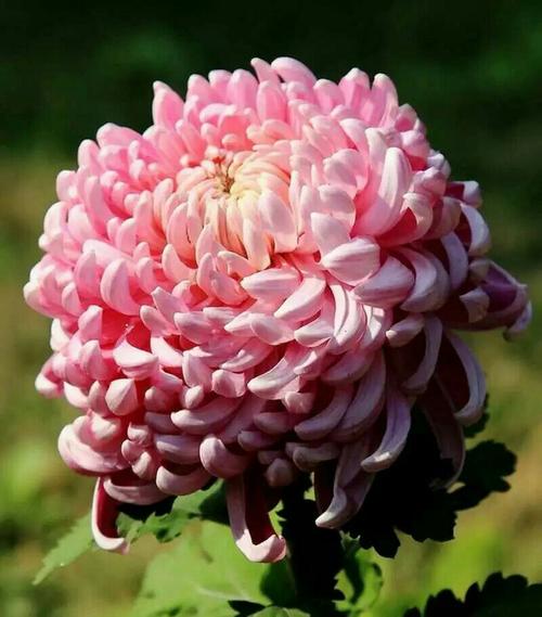 我是菊花