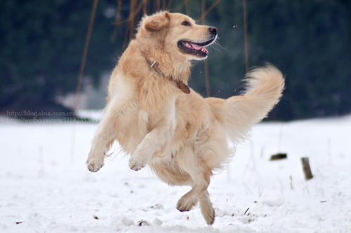 雪中​​的笑声