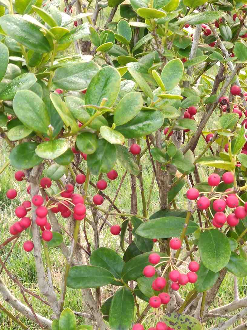 校园里的青竹丛