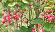 校园的那簇翠竹