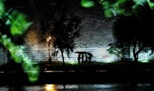 守护心中的绿树