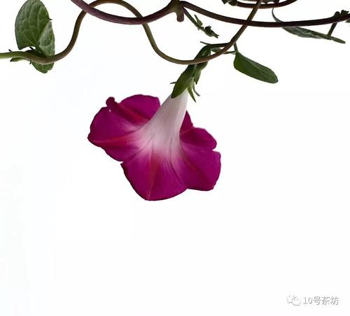 牵动心灵的牵牛花