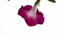 牵动心灵的牵牛花