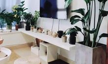 我家成了植物园