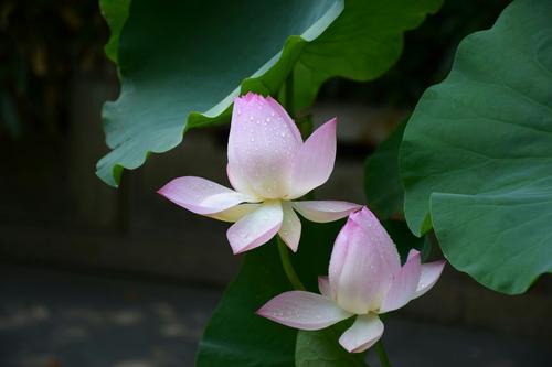 莲花赞美