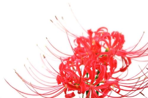 那朵花