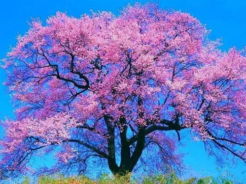 一棵树上的花