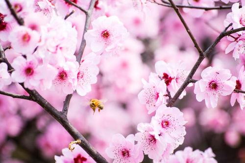 学校桃花