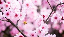 学校的桃花开了