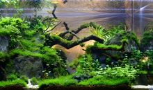 鱼缸中的小霸王