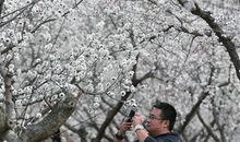 繁树何必羨花香