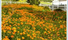 那令人陶醉的春