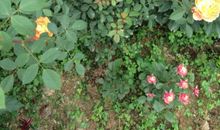 来世，我愿做一颗草