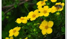 生命的芳香在夜里飘逸