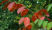 生机盎然的爬山虎