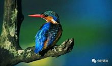 国王啄木鸟玫瑰花写童话故事三年级