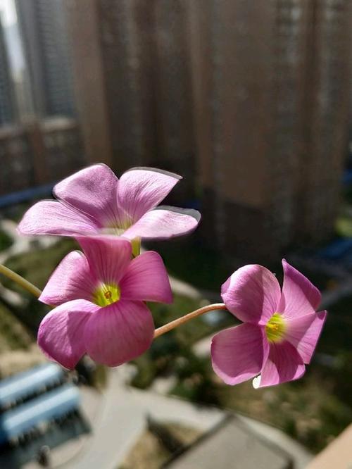 感恩节的花朵开在奇怪的路上