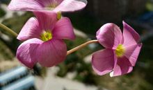 感恩的花，开在陌生的路上