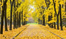 秋天的体育公园