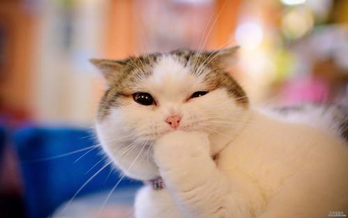 爷爷的小猫