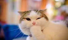 爷爷家的小猫咪