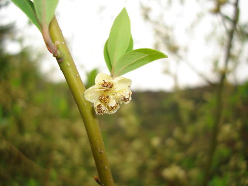 花朵因你而美丽绽放