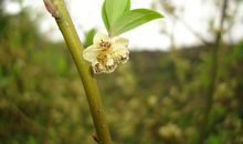 花开美好皆因有你