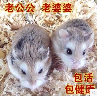 我和仓鼠的故事