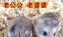 我与仓鼠的故事