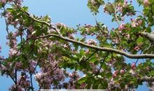 大自然的春天如此美丽