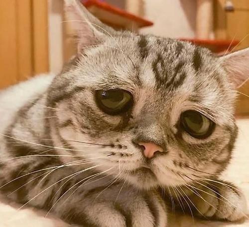 我的动物朋友小猫