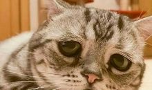 我的动物朋友小猫