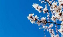 没有一个冬天不可逾越