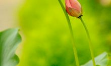 星之于心，心之于梦