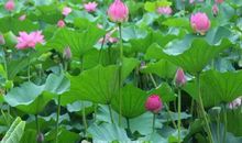 她拥有整个夏天的美丽