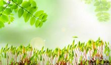 春天在哪里作文400字