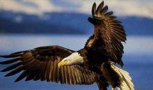 读《成吉思汗和鹰》有感